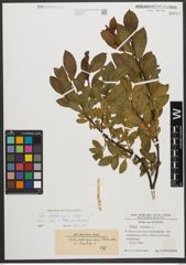 Foto von Salix waldsteiniana Willd.